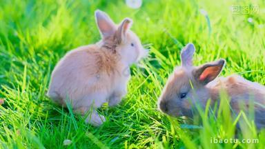 可爱兔子、草丛中吃草的兔子